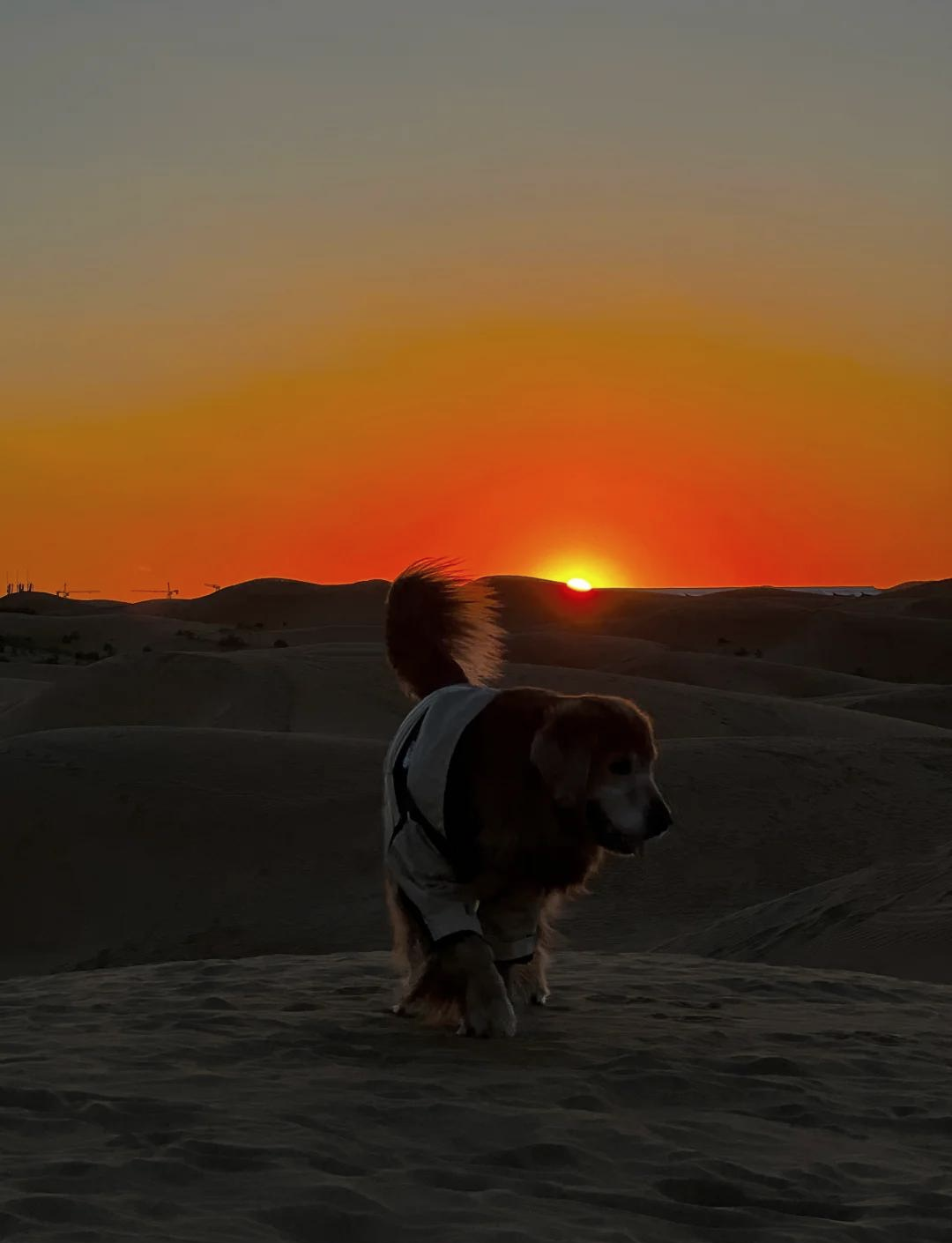 沙坡头日落 - 夕阳下的金色沙丘