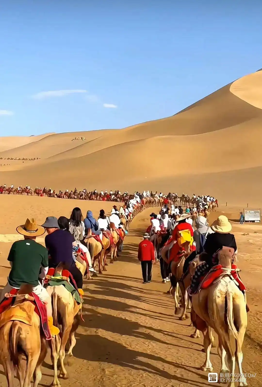 沙坡头骆驼骑行体验 - 丝绸之路风情